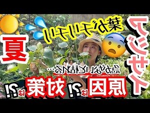 陽土 陰土